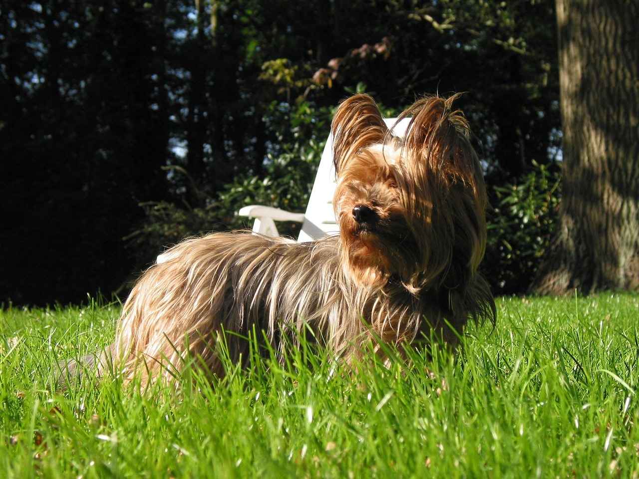 Yorkie Haircut Styles: Adorable Grooming Ideas for Your Yorkshire Terrier 6 What Are the Benefits of Professional Grooming?
