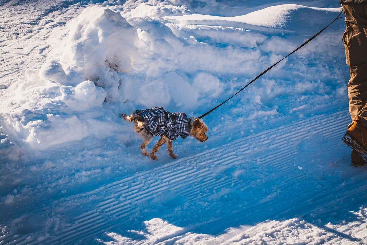 Yorkie Haircut Styles: Adorable Grooming Ideas for Your Yorkshire Terrier 2 How to Choose the Right Haircut for Your Yorkie?