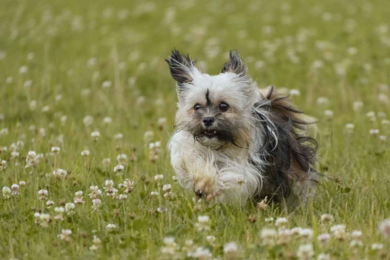 Yorkie Haircut Styles: Adorable Grooming Ideas for Your Yorkshire Terrier 3 What Are Some Easy Grooming Tips for Yorkies?