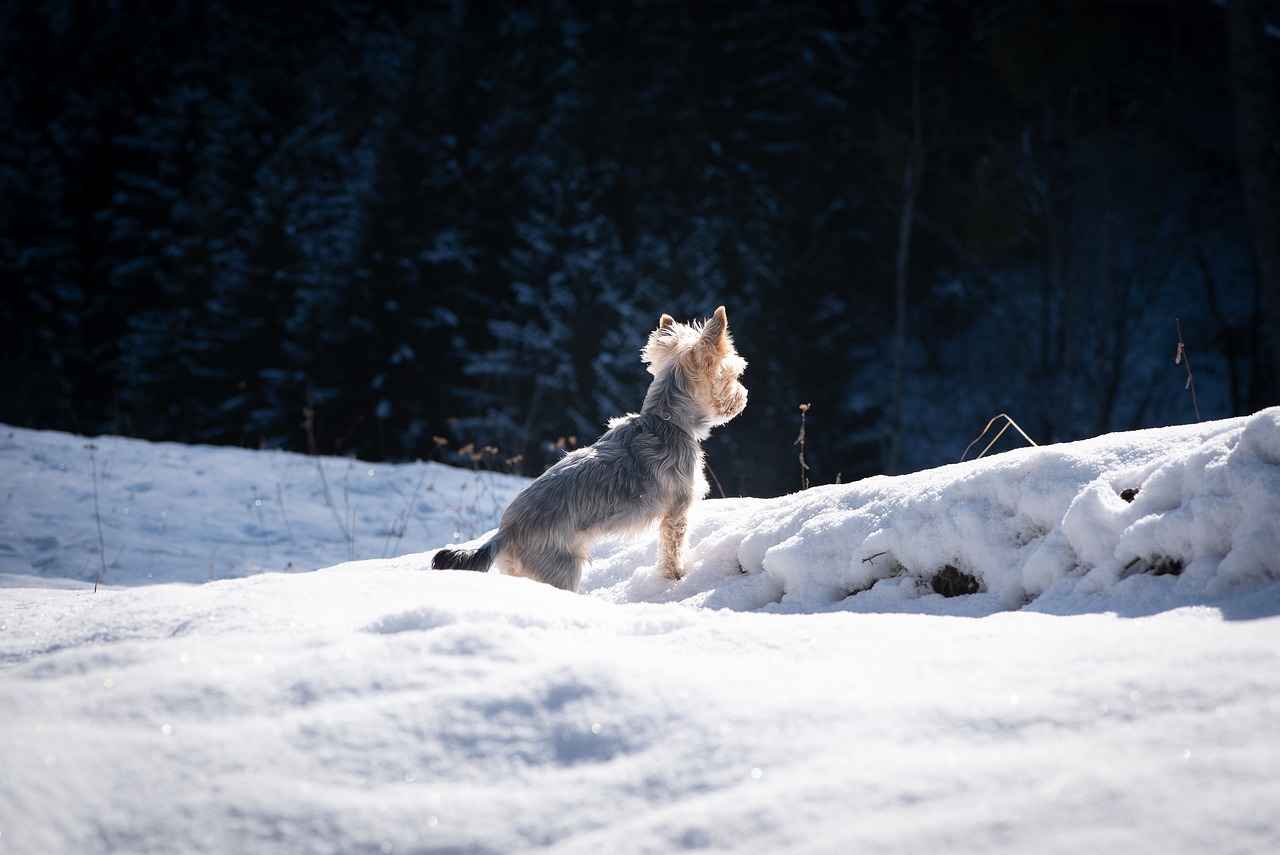 Yorkie Poo Haircuts Styles: The Cutest Grooming Looks for Your Pup 1 What Are the Best Yorkie Poo Haircuts?
