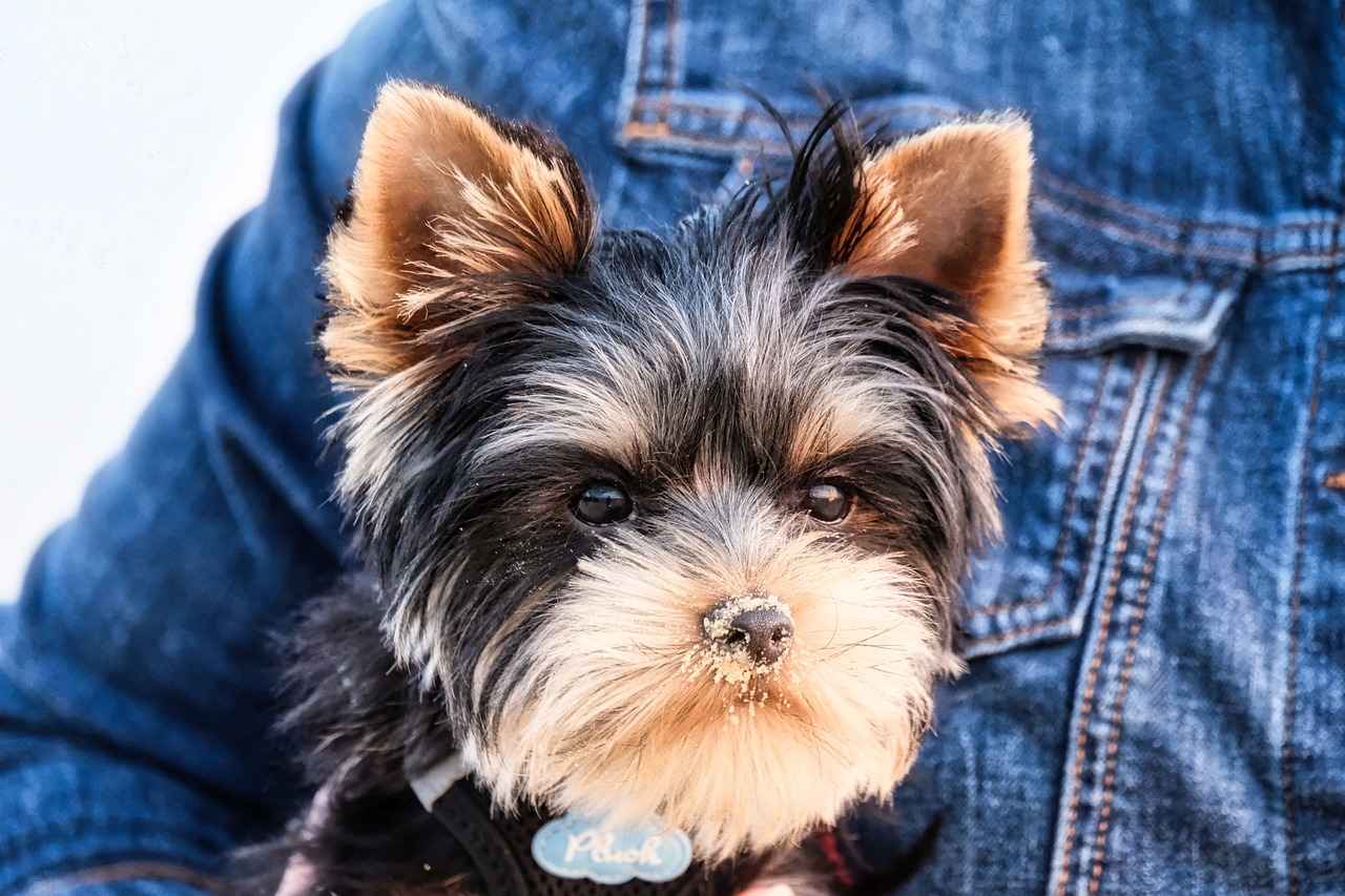 Yorkie Poo Haircuts Styles: The Cutest Grooming Looks for Your Pup 4 What Grooming Tools Do You Need?