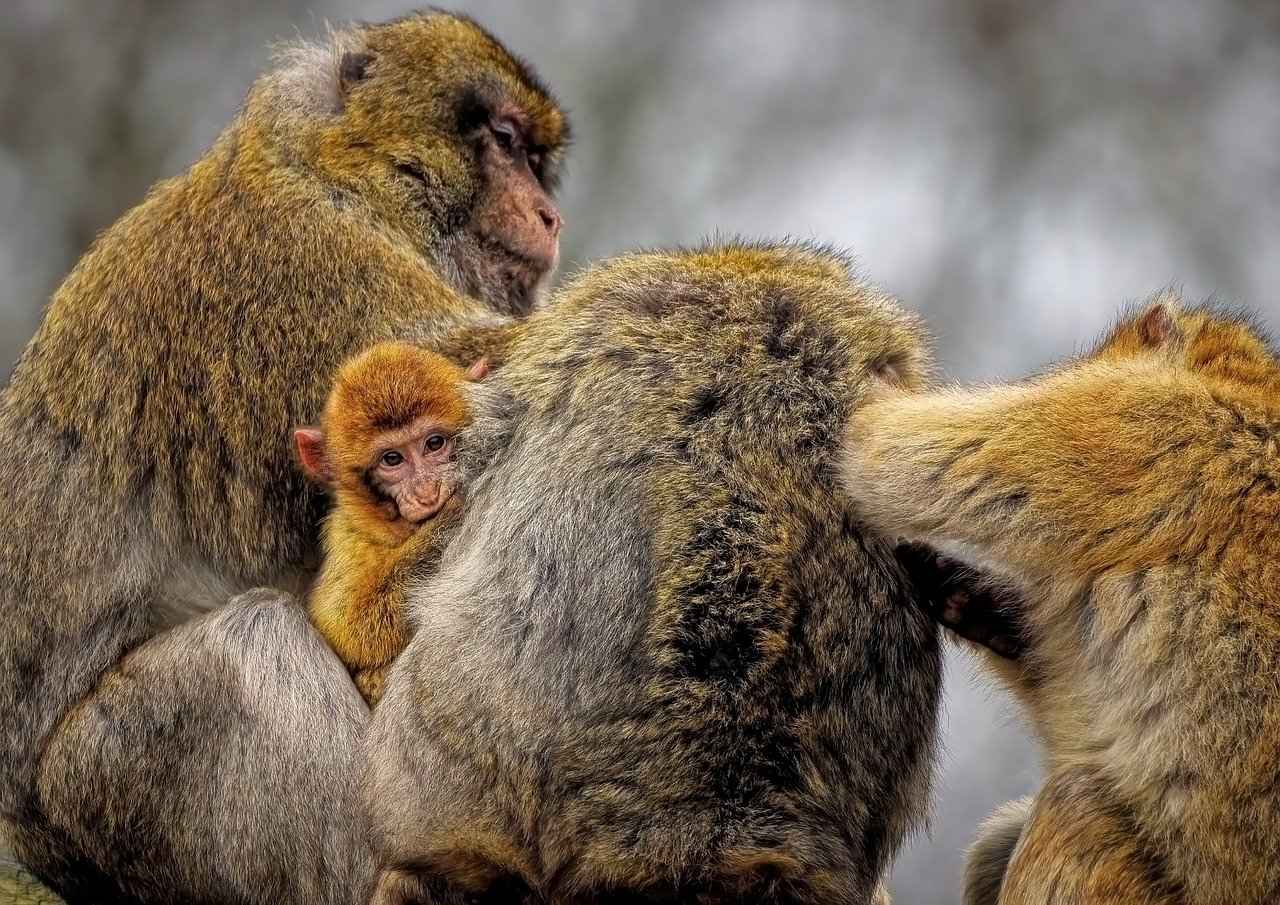 Yorkie Poo Haircuts Styles: The Cutest Grooming Looks for Your Pup 5 What Are the Trends in Yorkie Poo Grooming?