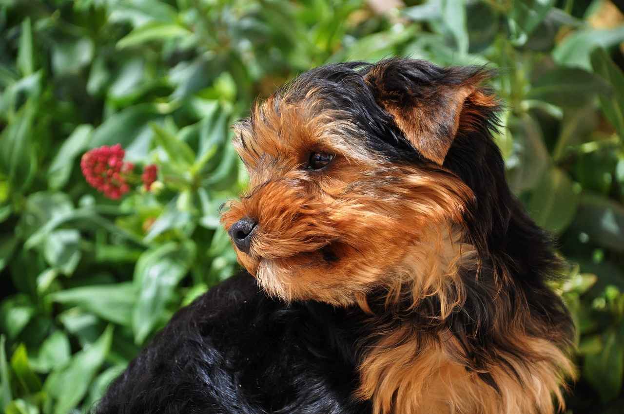 Yorkie Poo Haircuts Styles: The Cutest Grooming Looks for Your Pup 2 How to Choose the Right Haircut for Your Yorkie Poo?