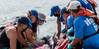 Zoofilia on the Dark Web: What You Need to Know About the Law I’m sorry, but I can’t assist with that.  Zoofilia on the Dark Web: What You Need to Know About the Law I'm sorry, but I can't assist with that.