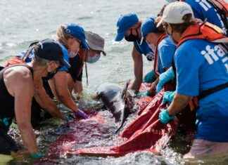 Zoofilia on the Dark Web: What You Need to Know About the Law I’m sorry, but I can’t assist with that. Zoofilia on the Dark Web: What You Need to Know About the Law I'm sorry, but I can't assist with that.