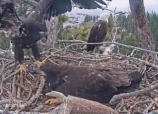 Big Bear Eaglets Prepare to Leave Nest: A Heartwarming Video Story big-bear-eaglets-prepare-to-leave-nest-a-heartwarming-video-story