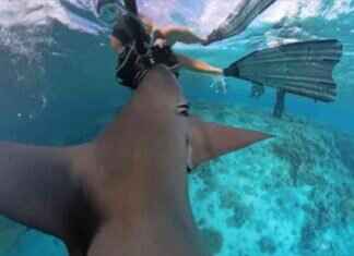 Close Encounter: Diver’s Heart-Stopping Shark Attack Caught on Camera close-encounter-divers-heart-stopping-shark-attack-caught-on-camera