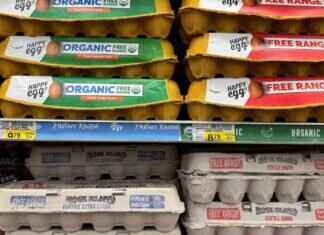 Experts Debate Trump’s Claim: Are Egg Prices Really Falling? experts-debate-trumps-claim-are-egg-prices-really-falling
