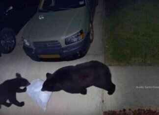 Man hospitalized after bear attack while protecting dog in Gulf Breeze, FL man-hospitalized-after-bear-attack-while-protecting-dog-in-gulf-breeze-fl