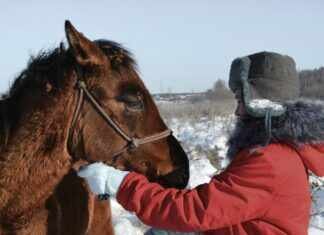 Horse Halters: Discover The Best Options For Your Equine Friend