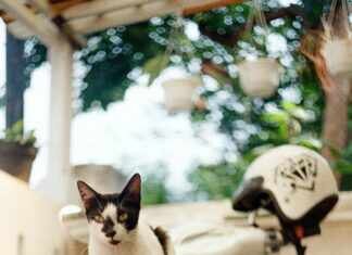 Enclosed Mobility Scooter: Discover Ultimate Comfort And Style