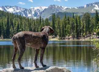 Colorado Mountain Dog: Discover The Perfect Companion For Adventure