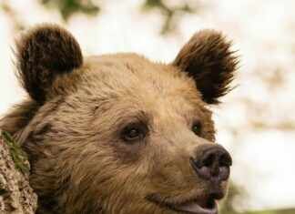 Bears Head: Discover the Secrets of Nature’s Majestic Creatures