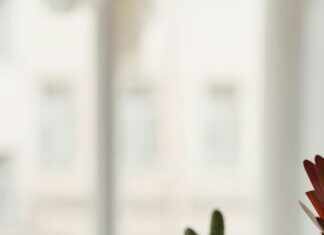 Modern Herb Co: Discover the Secret Benefits of Fresh Herbs