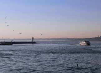 Marina Hedman Zoophilia Sex Scene: What Secrets Lie Within?