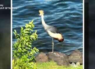 Rare Endangered Bird Escapes Zoo: Video Footage Shows Hunt rare-endangered-bird-escapes-zoo-video-footage-shows-hunt