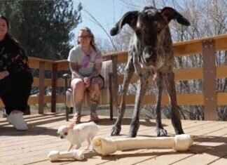 Tallest and Shortest Dogs Meet in Epic Video tallest-and-shortest-dogs-meet-in-epic-video