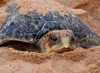 Understanding the Olive Ridley Turtle Mass Nesting Phenomenon understanding-the-olive-ridley-turtle-mass-nesting-phenomenon
