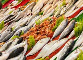 Mantis Shrimp For Sale: Discover These Colorful Ocean Gems Today!