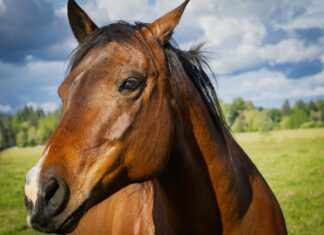 American Quarter Horse For Sale: Discover Your Perfect Match!