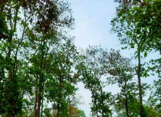 ტურის დღე: Discover The Ultimate Adventure You’ll Never Forget!