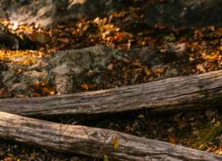 Land of the Dead Odyssey Drawing: Unlock Your Artistic Potential