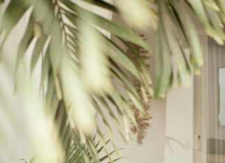 Organic Solutions That Transform Your Space Into A Green Oasis