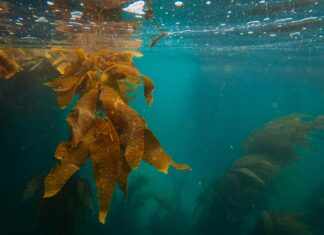 Sea Urchin Shell: Discover Its Secrets and Stunning Beauty Today